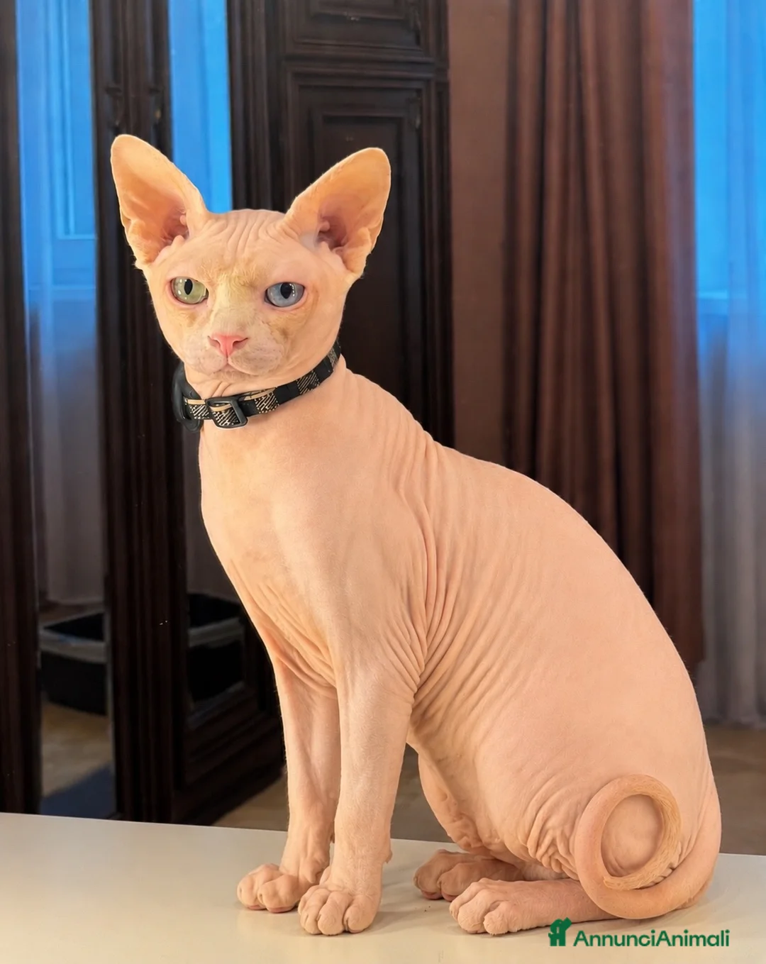 Sphynx gatti per accoppiamento: Gatto canadian Sphynx per accoppiamento  - Annuncio 1