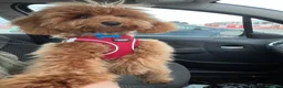 Barboncino Toy cani per accoppiamento: Splendido esemplare di Barboncino Toy con Pedigree a Provincia di Novara - Annuncio 2