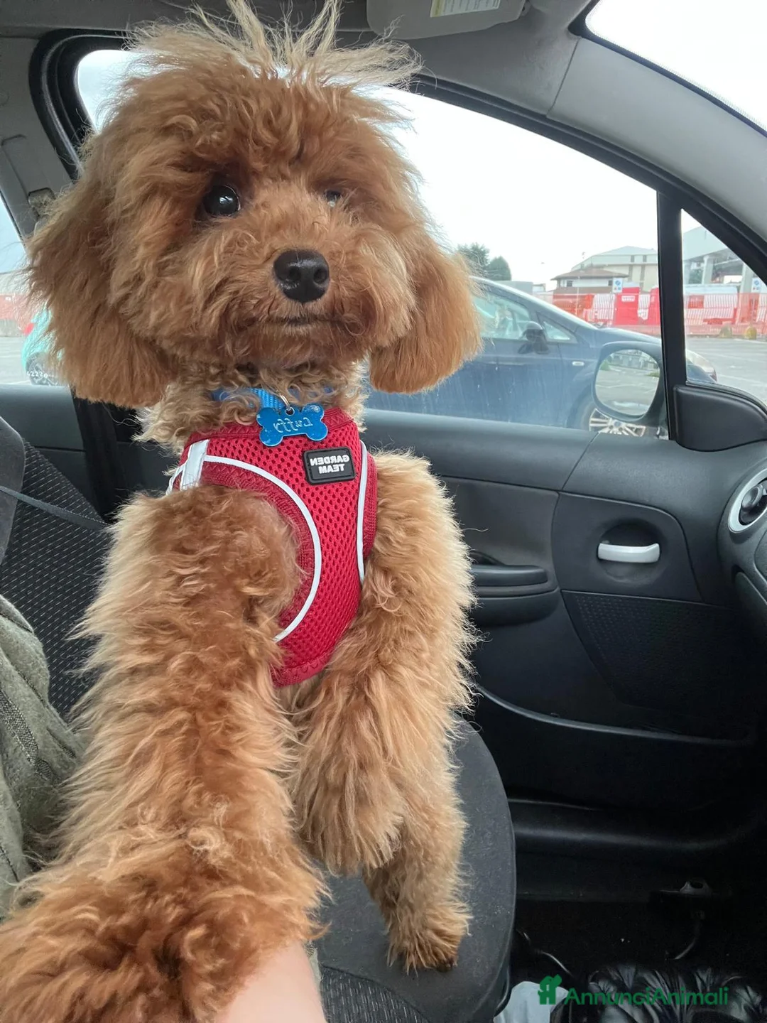 Barboncino Toy cani per accoppiamento: Splendido esemplare di Barboncino Toy con Pedigree a Provincia di Novara - Annuncio 2