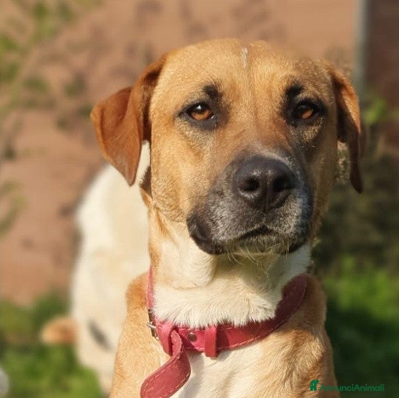 Meticcio cani Dolcissima Eva - Annuncio 1