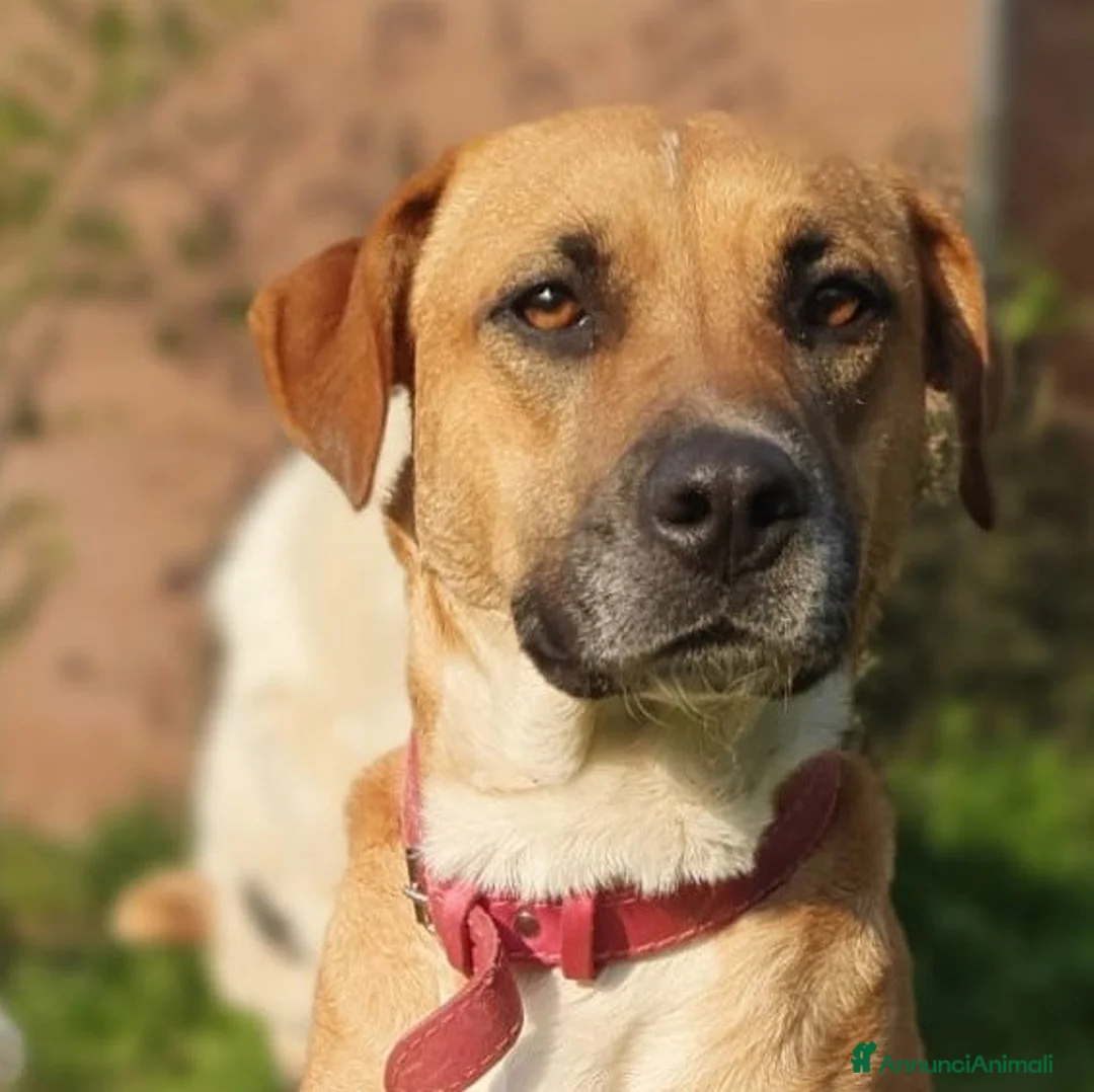 Meticcio cani in regalo: Dolcissima Eva - Annuncio 1