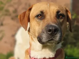 Meticcio cani Dolcissima Eva - Annuncio 1