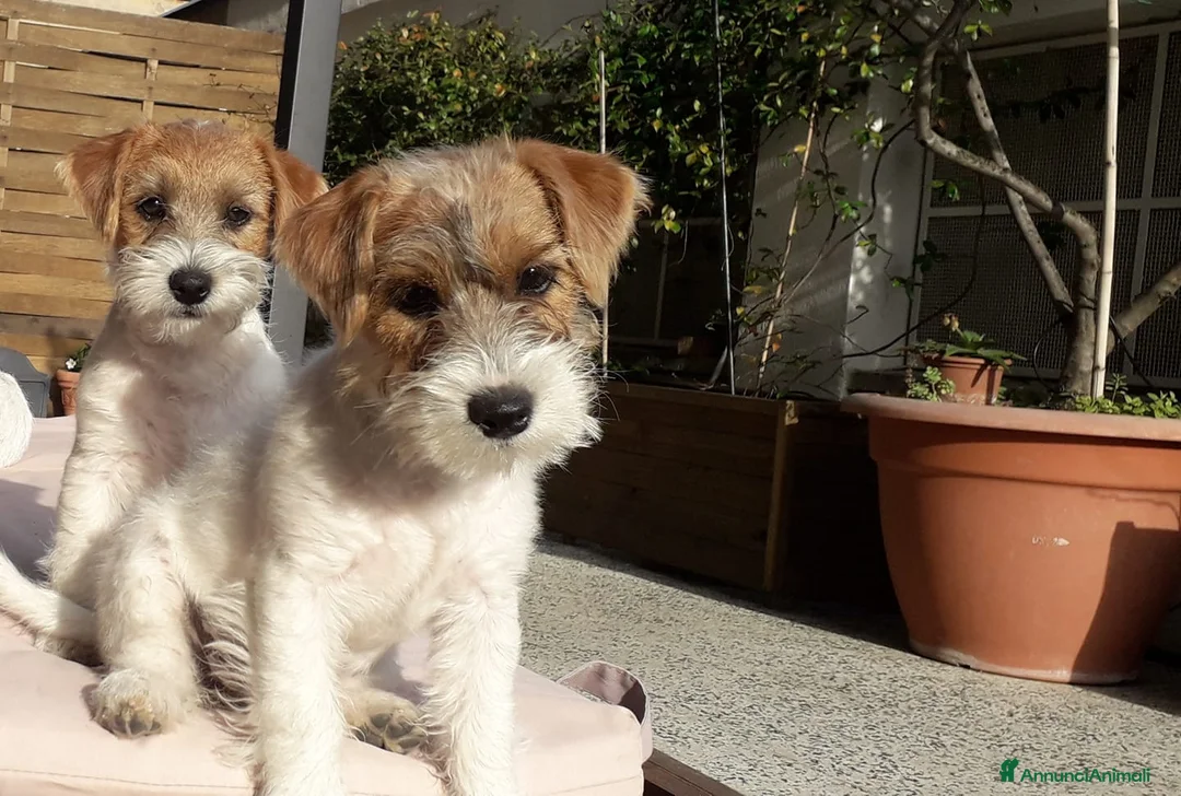 Immagine della galleria {{count}}