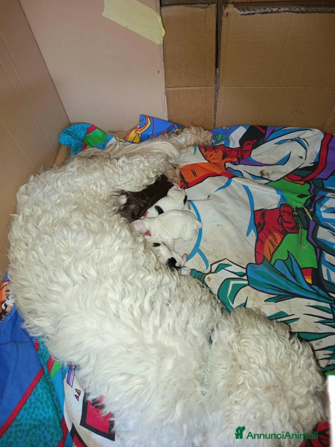 Meticcio cani in vendita: Cuccioli meticci taglia piccola 8/10 kg - Annuncio 1