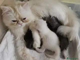 Persiano gatti Persiano CHINCHILLA' white e Golden tabby - Annuncio 23