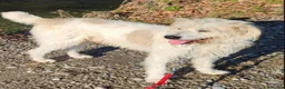 Meticcio cani in regalo: Simil Spinone 6anni,anni di appelli NOVARA HELP - Annuncio 2