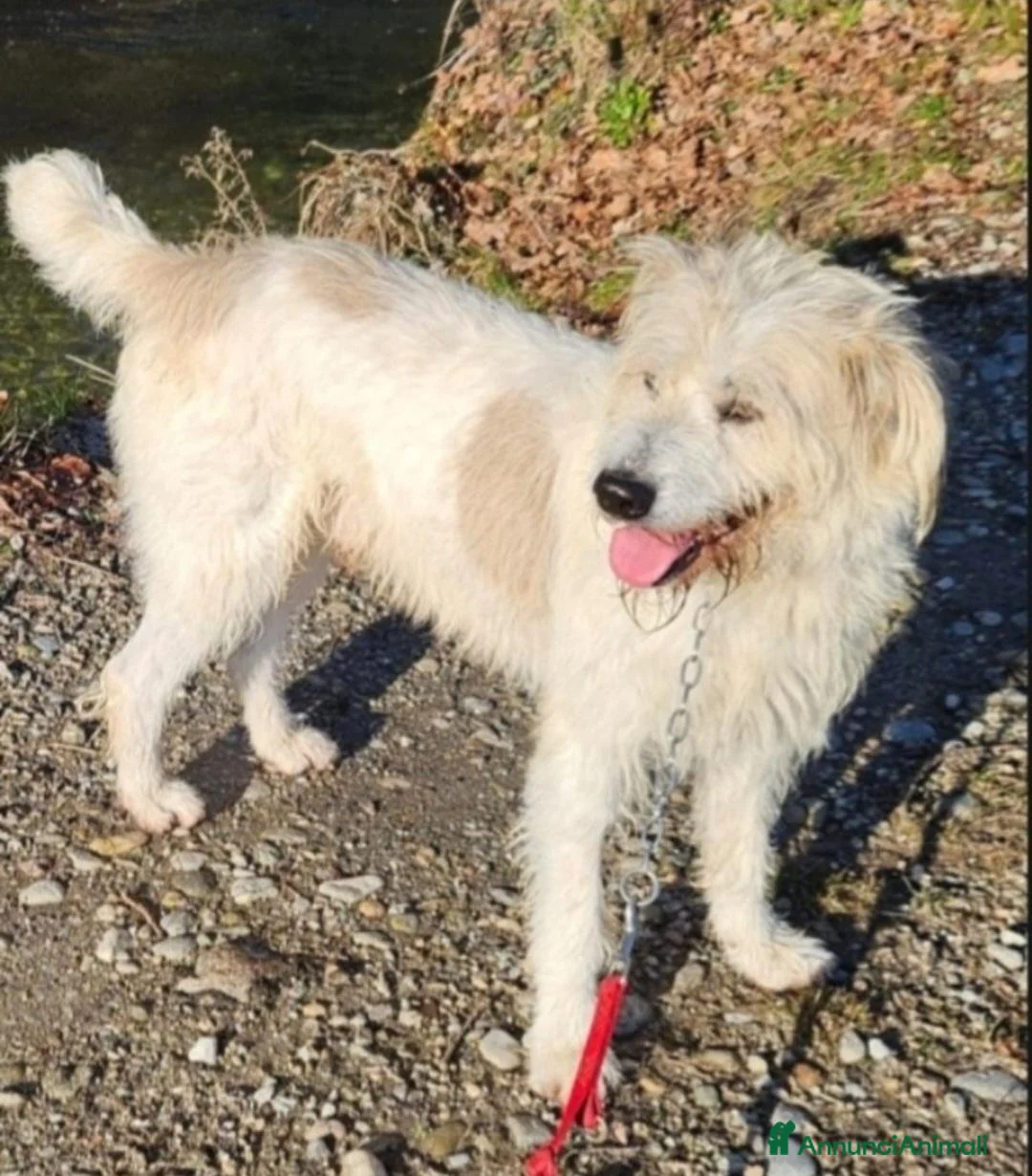 Meticcio cani in regalo: Simil Spinone 6anni,anni di appelli NOVARA HELP - Annuncio 2