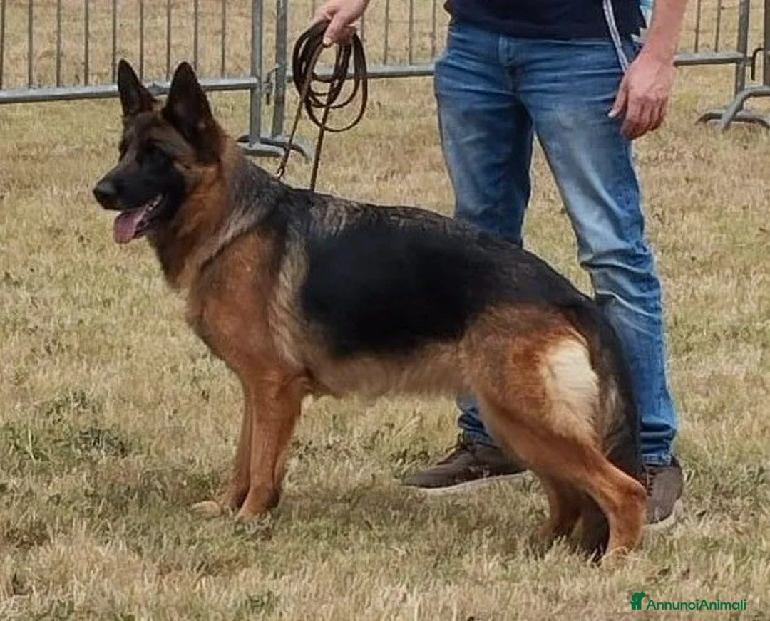 Pastore Tedesco cani in vendita: Pastori Tedeschi - Annuncio 10