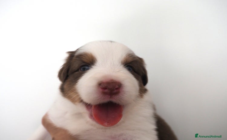 Australian Shepherd cani a Città metropolitana di Milano - Annuncio 3