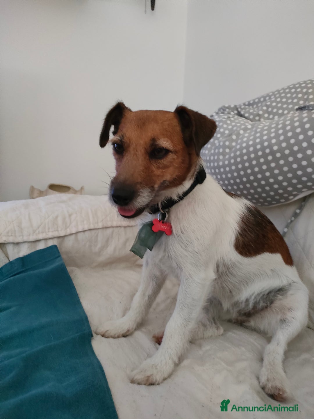 Jack Russell cani in regalo: Jack Russell Terrier Broken intera 3 anni e mezzo - Annuncio 3
