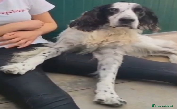 Setter Inglese cani a Città metropolitana di Milano - Annuncio 8