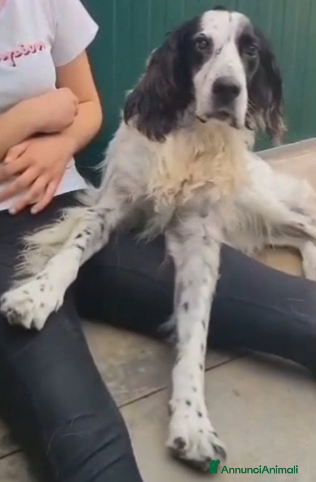 Setter Inglese cani in regalo: Setter 9anni ipovedente in rifugio da mesi.BRESCIA a Città metropolitana di Milano - Immagine 1