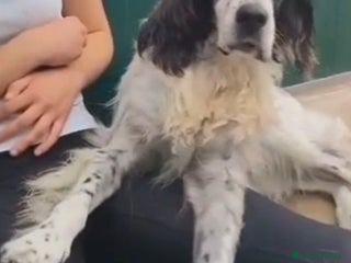 Setter Inglese cani Setter 9anni ipovedente in rifugio da mesi.BRESCIA a Città metropolitana di Milano - Annuncio 1