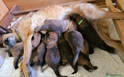 Pastore Belga cani in vendita: Cuccioli Pastore Belga Laekenois  a Città Metropolitana di Firenze - Immagine 6