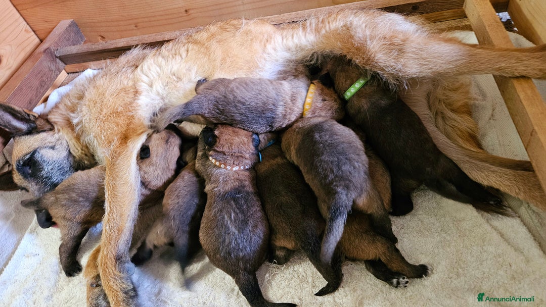 Pastore Belga cani in vendita: Cuccioli Pastore Belga Laekenois  a Città Metropolitana di Firenze - Immagine 6