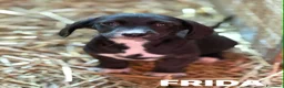 Meticcio cani in regalo: 8 super CUCCIOLI tg PICCOLA cercano amore! - Annuncio 7