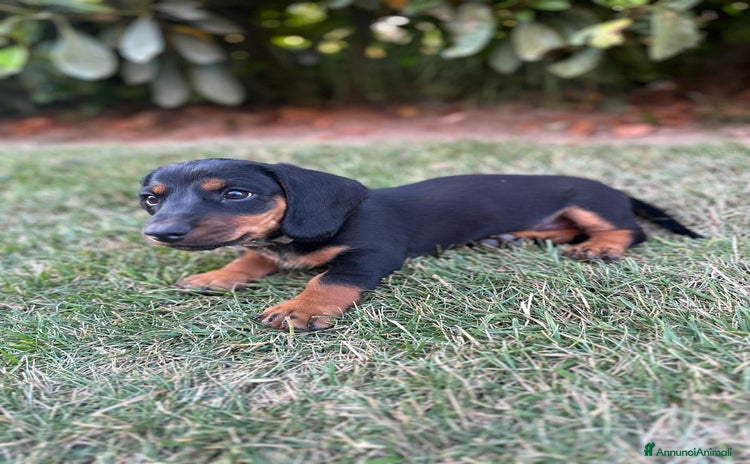 Bassotto cani a Provincia di Parma - Annuncio 3
