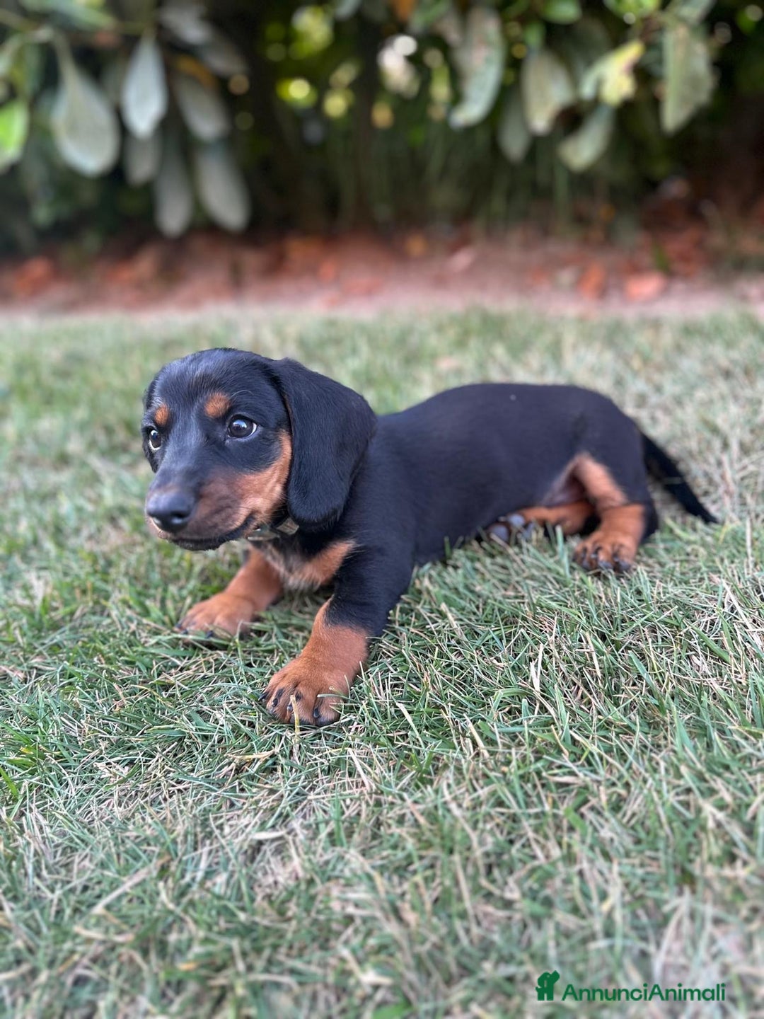 Bassotto cani in vendita: Bassotto  a Provincia di Parma - Immagine 3