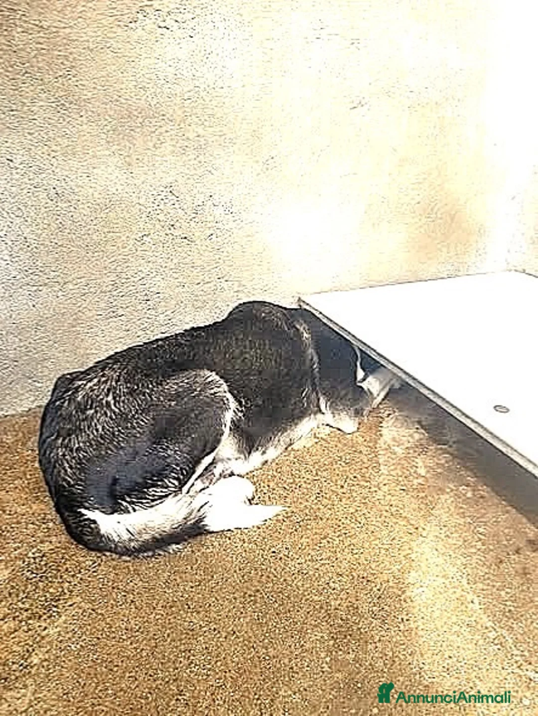 Meticcio cani in regalo: ADOZ.DEL💔:creperà inbox di💩o lo abbatteranno? - Annuncio 2