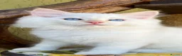 Ragdoll gatti in vendita: Middle Earth Nagga Ragdoll Red Colourpoint  - Annuncio 3