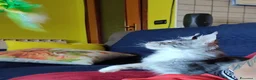Maine Coon gatti in vendita: Splendido gattino Maine Coon, vivace e curioso - Annuncio 7