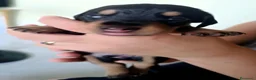 Bassotto cani in vendita: Bassotto maschio nero focato - Annuncio 3