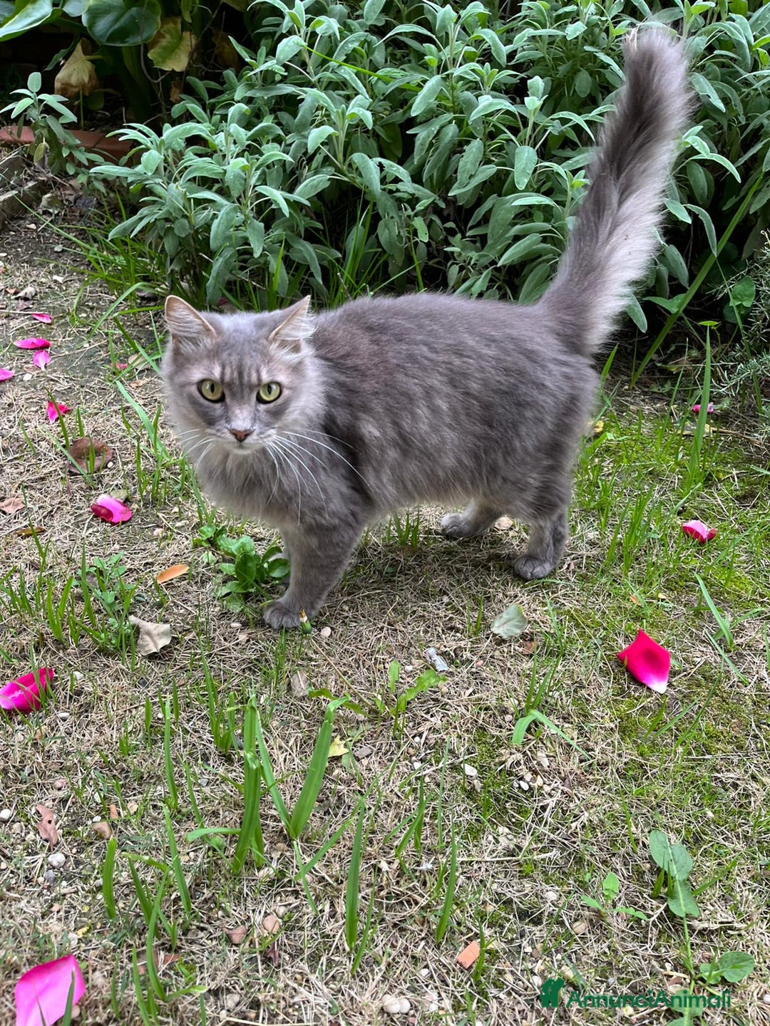 Norvegese gatti in regalo: Norvegesi delle Foreste in adozione - Annuncio 13