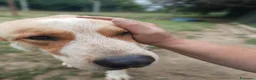 Meticcio cani in regalo: REGALO METICCIO a Provincia di Cuneo - Annuncio 5