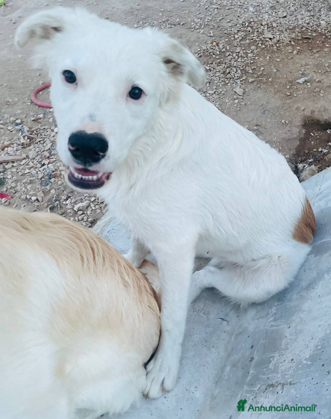 Meticcio cani in regalo: Snoopy cucciolone bravissimo - Annuncio 8