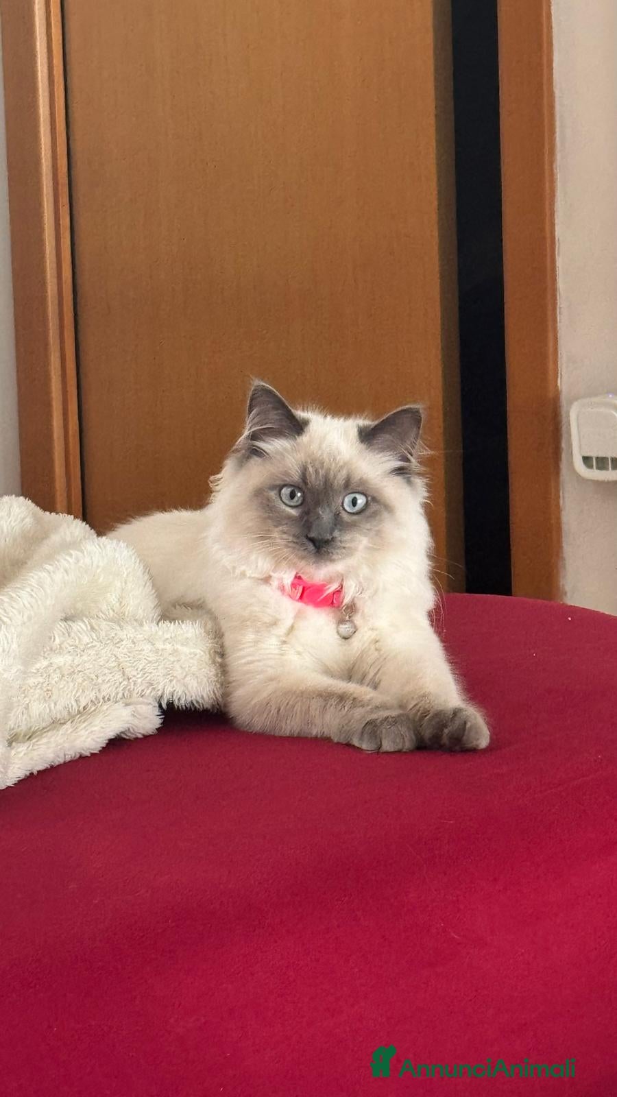 Ragdoll gatti Femmina Ragdoll blue point cerca maschio per acco. - Annuncio 3