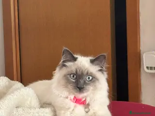 Ragdoll gatti Femmina Ragdoll blue point cerca maschio per acco. - Annuncio 3