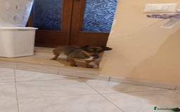 Altre razze cani in regalo: Regalo cane femmina di piccola taglia - Immagine 2