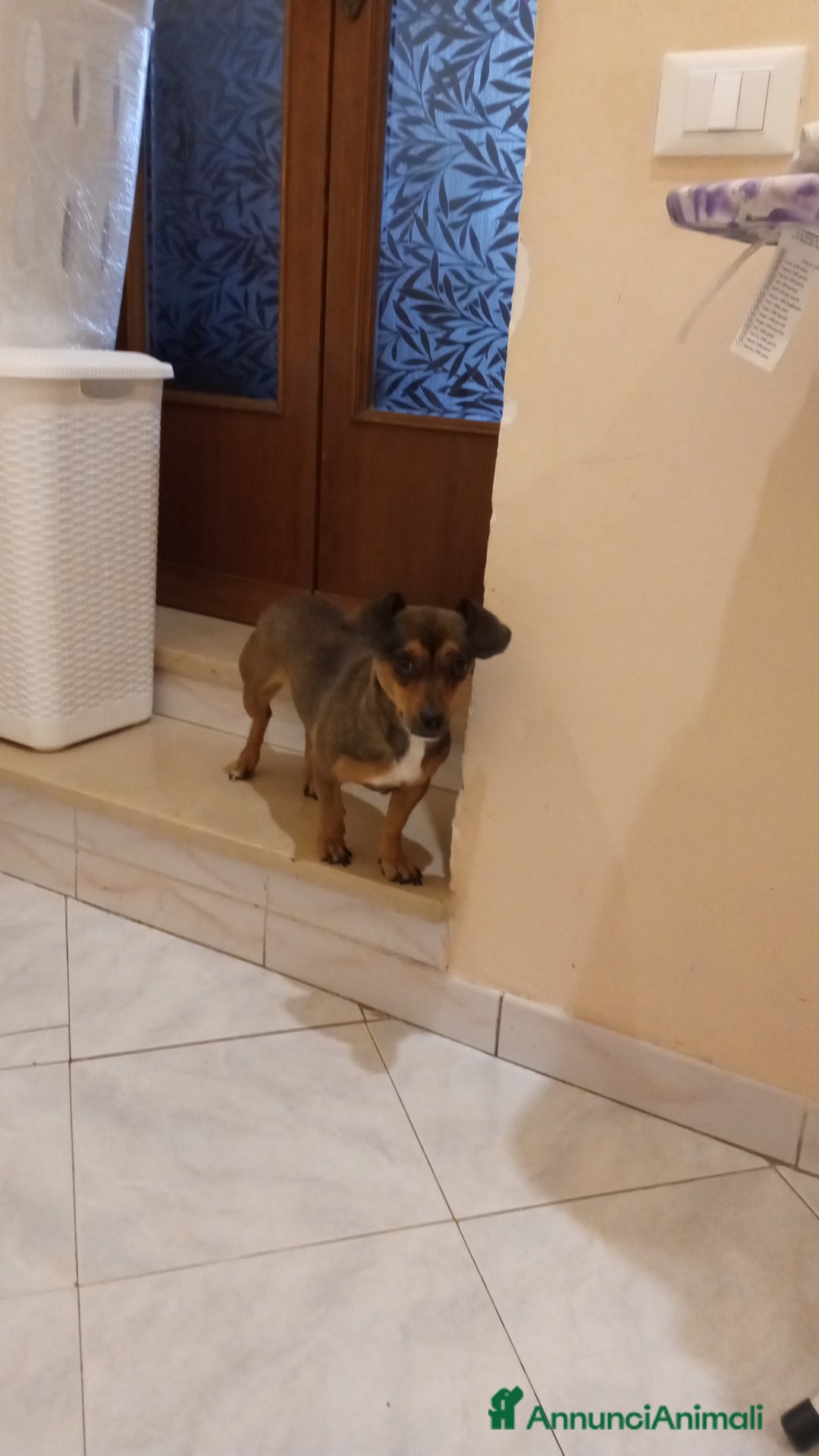 Altre razze cani in regalo: Regalo cane femmina di piccola taglia - Immagine 2