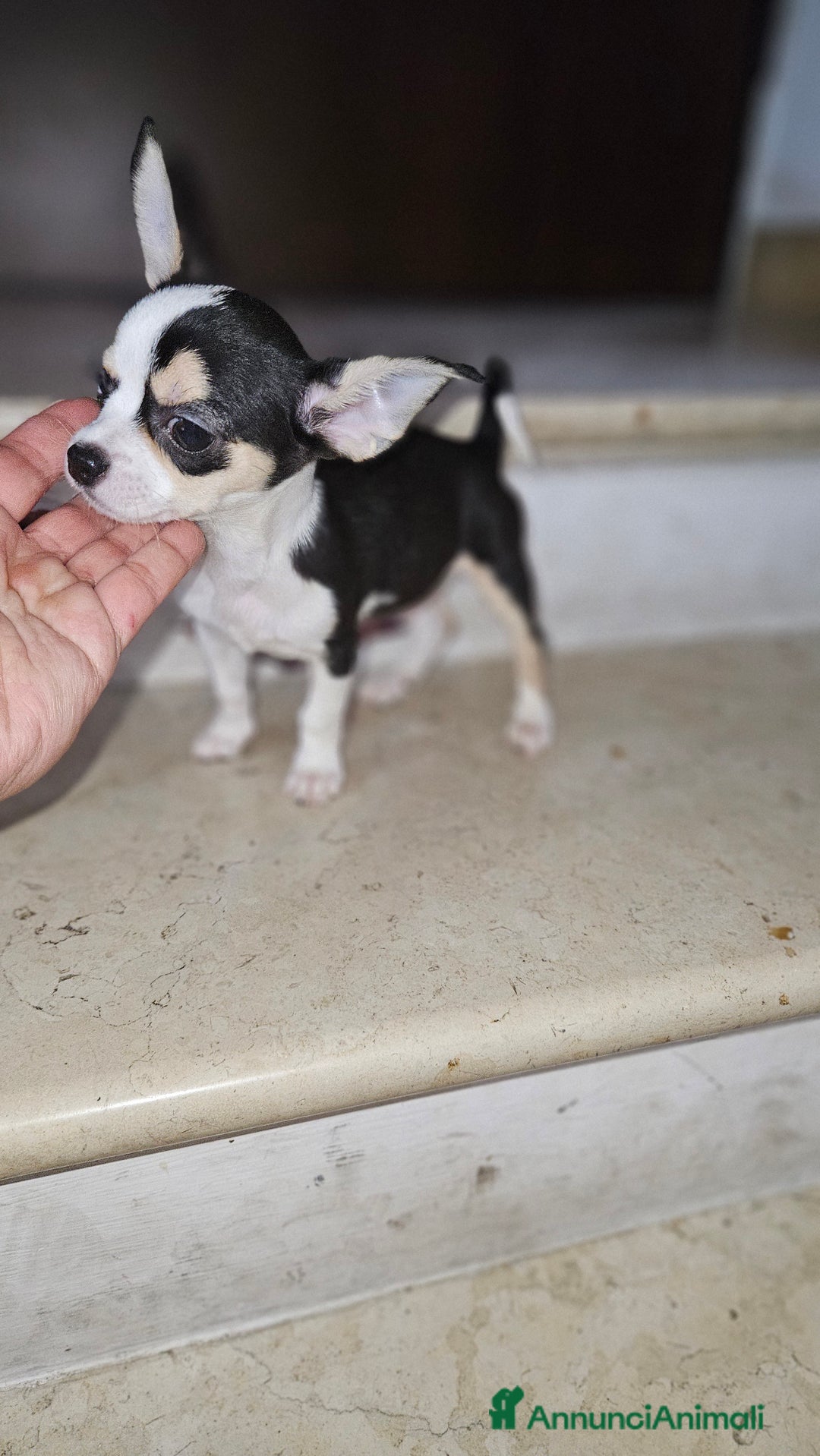 Chihuahua cani in vendita: Chihuahua mini toy  a Città metropolitana di Milano - Immagine 6