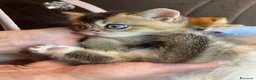 British gatti in vendita: Cuccioli British  - Annuncio 1