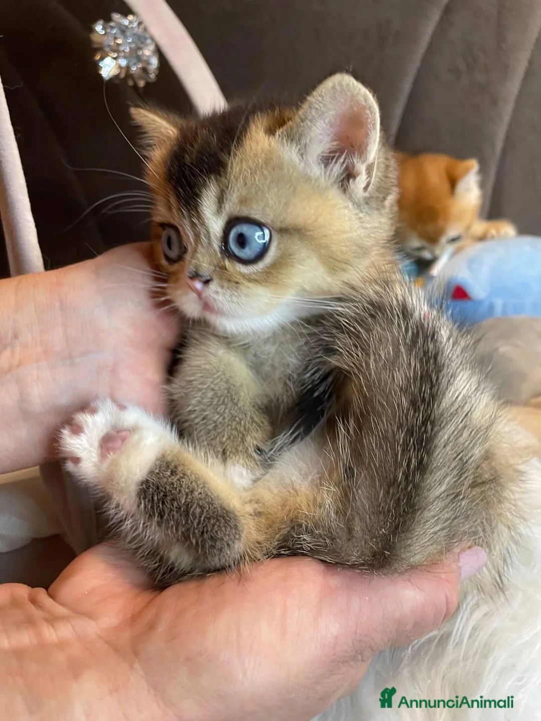 British gatti in vendita: Cuccioli British  - Annuncio 1