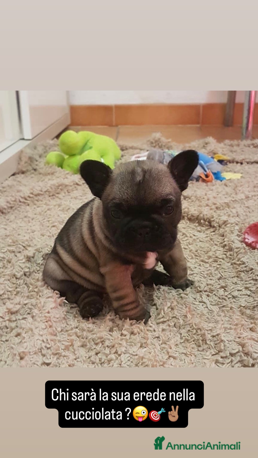 Bulldog Francese cani in vendita: Cuccioli di Bouldogue francese - Annuncio 1