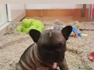 Bulldog Francese cani Cuccioli di Bouldogue francese - Annuncio 5