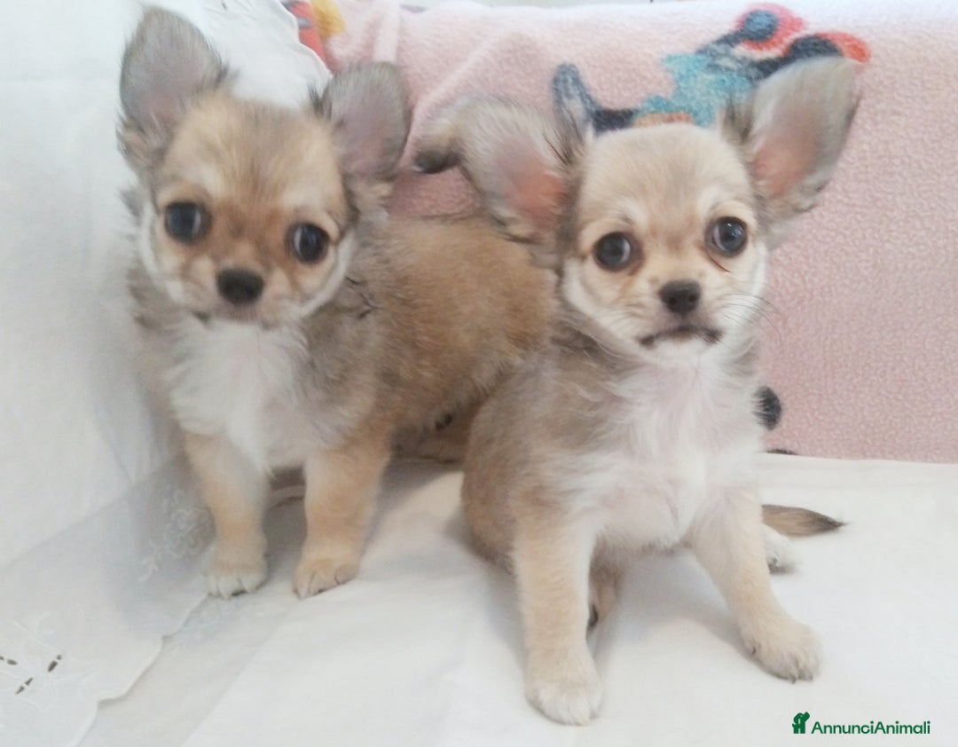 Chihuahua cani in vendita: Chihuahua Femmina a pelo lungo con Pedegree Enci  - Annuncio 10