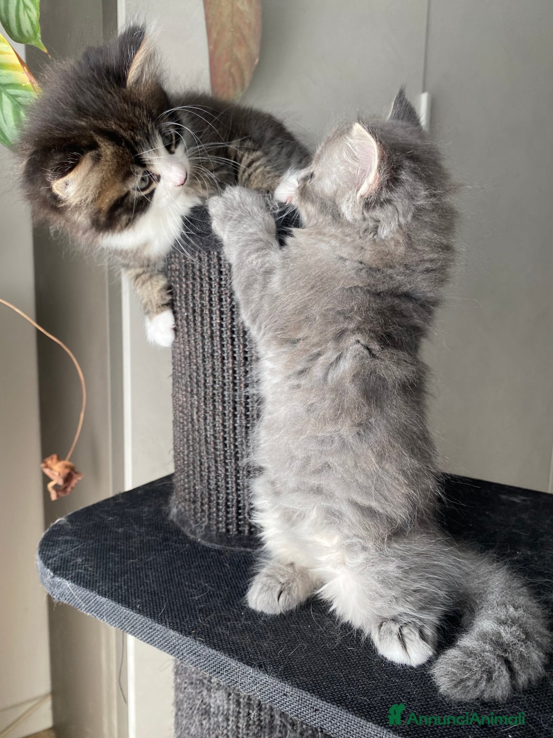 Siberiano gatti in vendita: Gattini siberiani a Provincia di Padova - Immagine 7