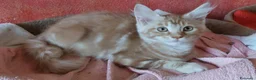 Maine Coon gatti in vendita: Maine Coon due dolci cucciolotte - Annuncio 6