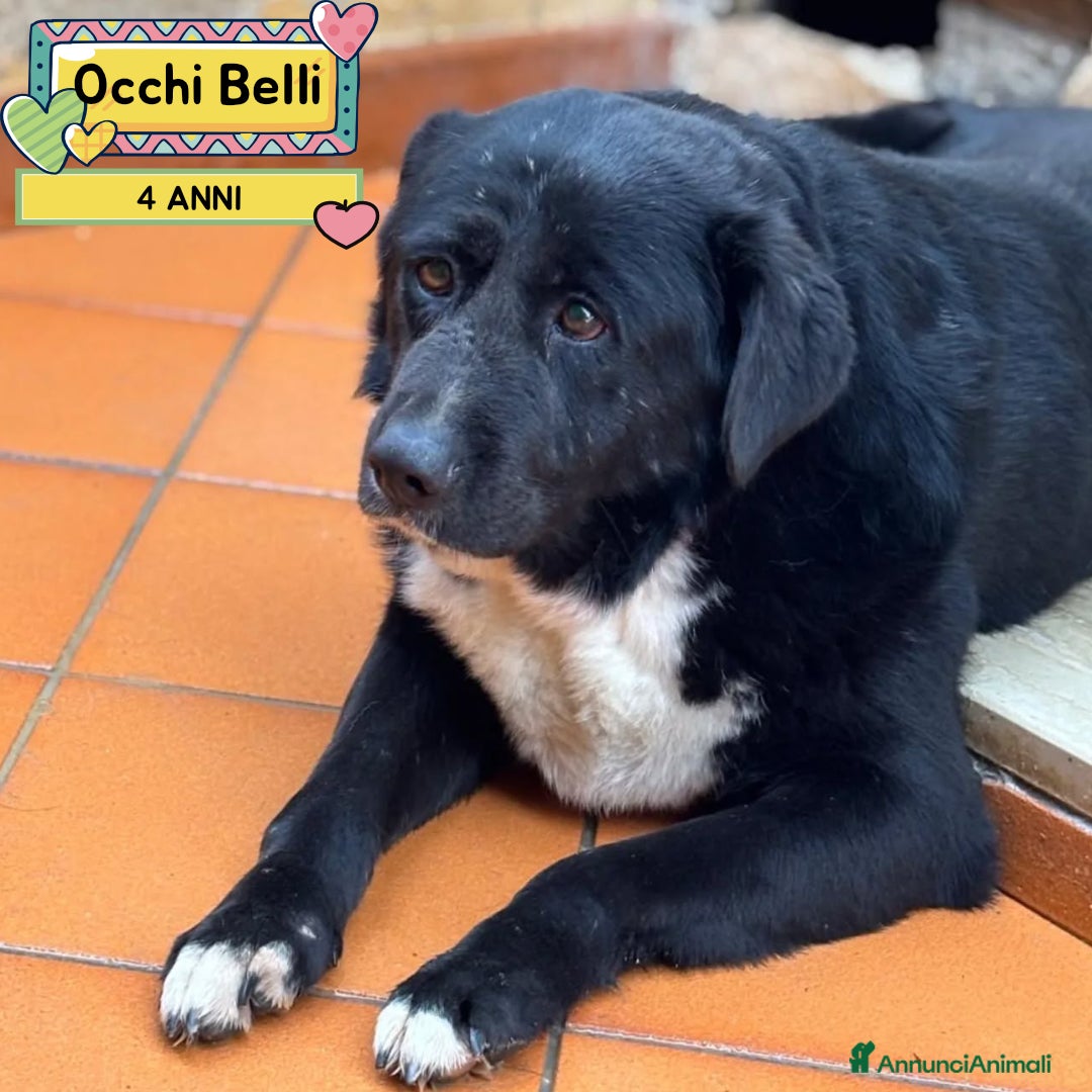 Meticcio cani OCCHI BELLI 4 anni cerca casa - in adozione  - Annuncio 9