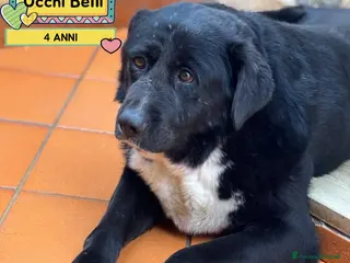 Meticcio cani OCCHI BELLI 4 anni cerca casa - in adozione - Annuncio 9