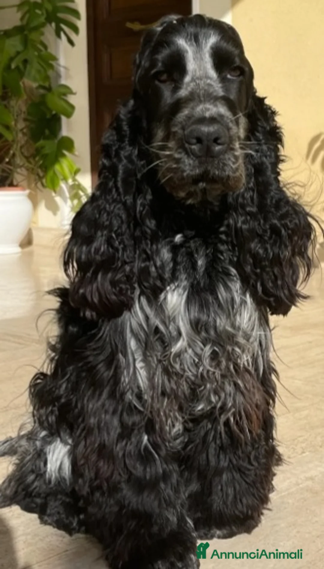 Cocker cani in vendita: Cuccioli cocker spaniel inglese Blu roano  - Annuncio 2