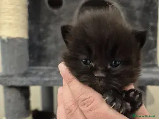 Persiano gatti Cuccioli di gatto persiano - Annuncio 4