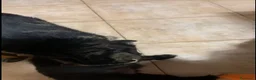 Meticcio cani in regalo: Dulcinea cucciola adorabile  - Annuncio 5