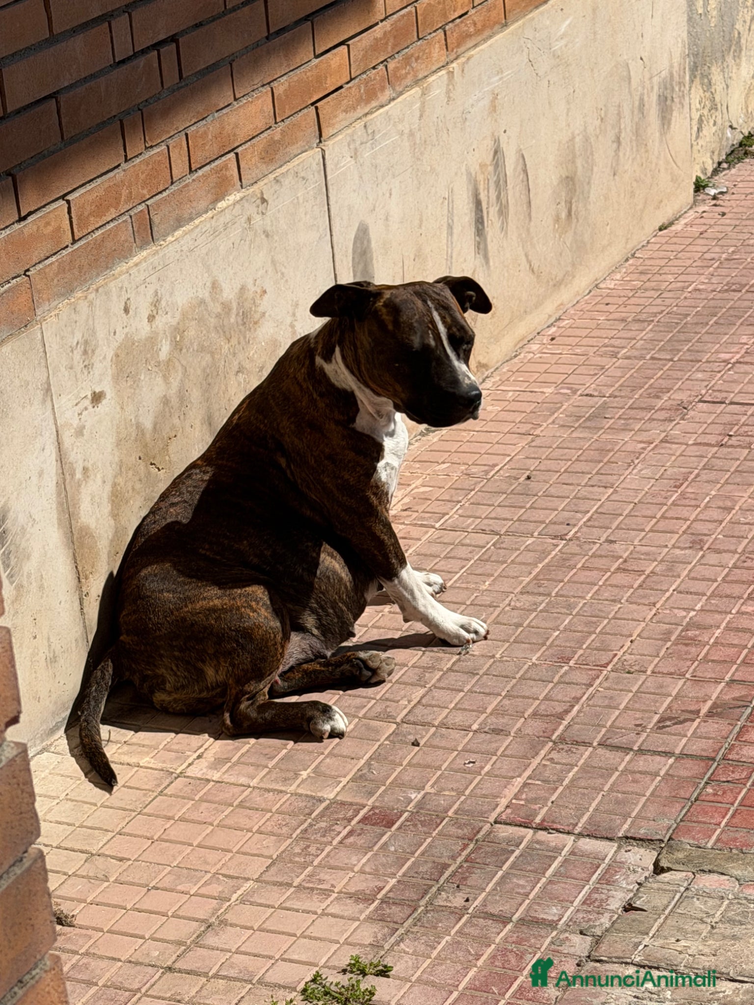 American Staffordshire cani Cuccioli Amstaff  - Annuncio 2