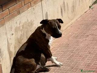 American Staffordshire cani Cuccioli Amstaff - Annuncio 24