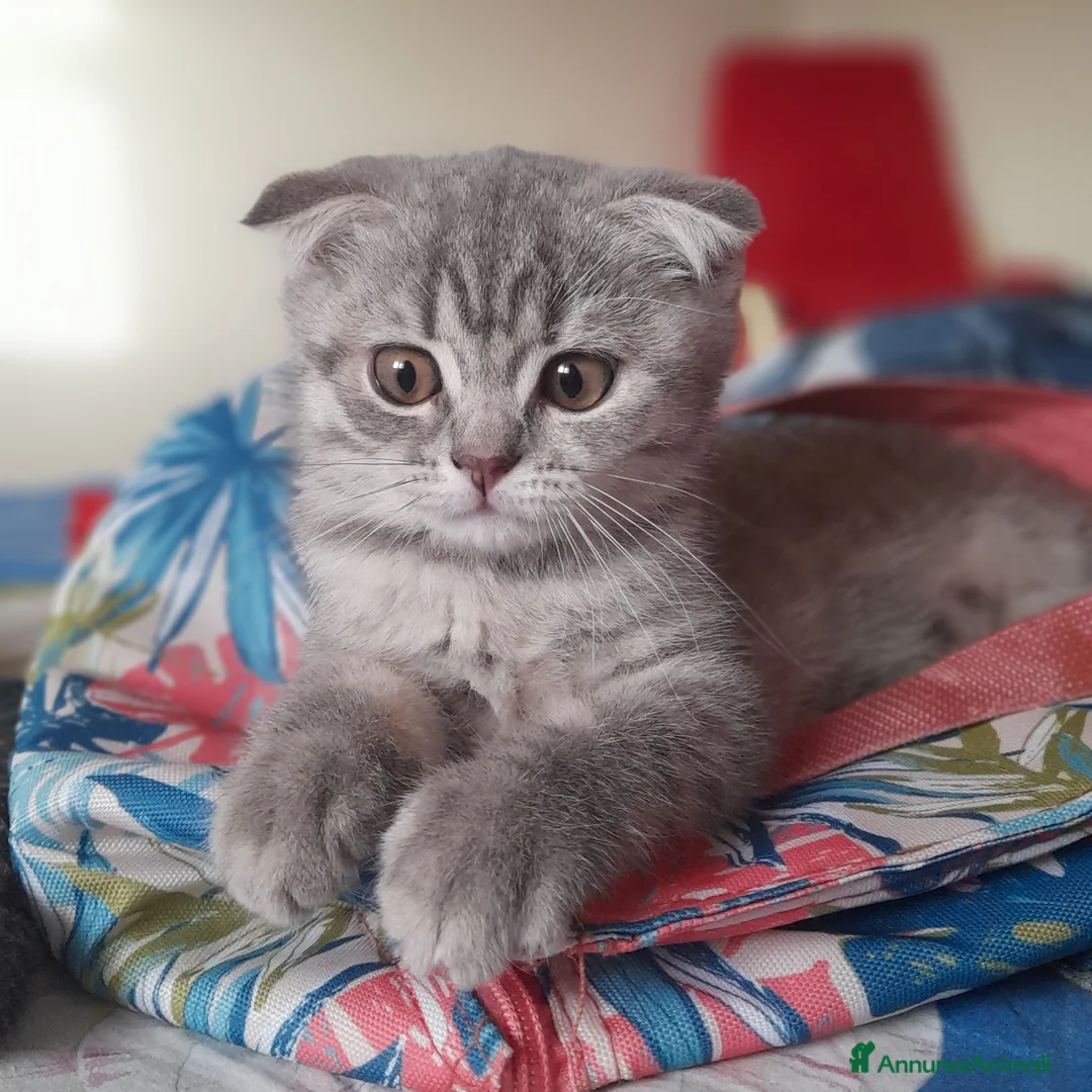 Scottish gatti in vendita: Cuccioli Scottish fold e Scottish straight  - Annuncio 4