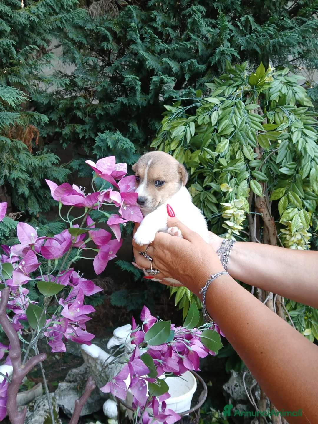 Jack Russell cani in vendita: Cucciola di Jack russel terrier zampa corta  - Annuncio 1
